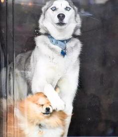 一个狗狗最新爆料图片,狗狗最新爆料萌态十足